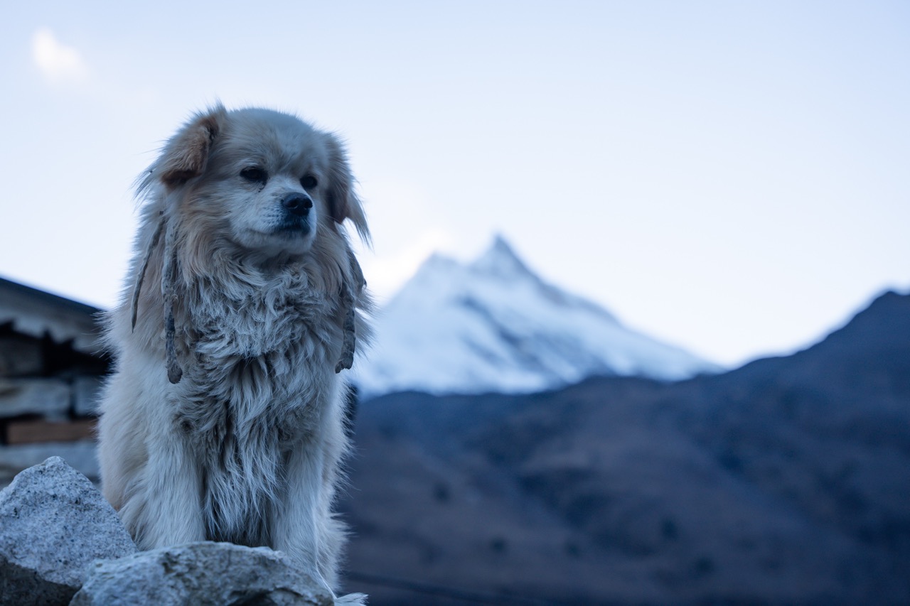 Manaslu Circuit Trek – Autumn 2025